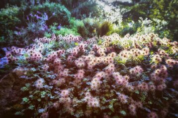 En ce jardin, le paradis - Jardin des plantes - Paris - Marc Dumas