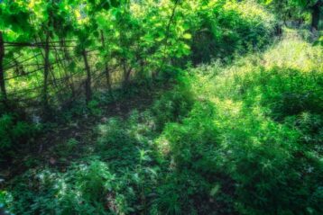 En ce jardin, le paradis - Jardin des plantes - Paris - Marc Dumas