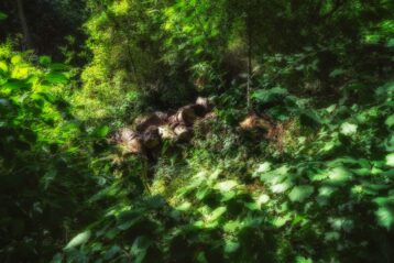 En ce jardin, le paradis - Jardin des plantes - Paris - Marc Dumas