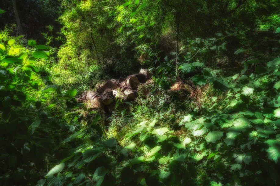 En ce jardin, le paradis - Jardin des plantes - Paris - Marc Dumas