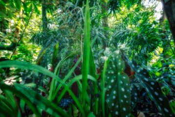 En ce jardin, le paradis - Jardin des plantes - Paris - Marc Dumas