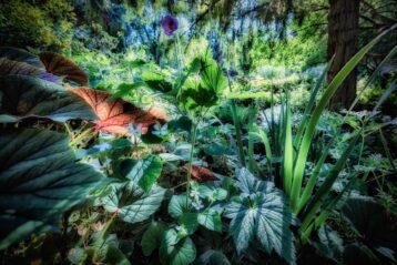 En ce jardin, le paradis - Jardin des plantes - Paris - Marc Dumas
