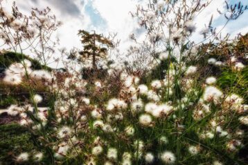 En ce jardin, le paradis - Jardin des plantes - Paris - Marc Dumas