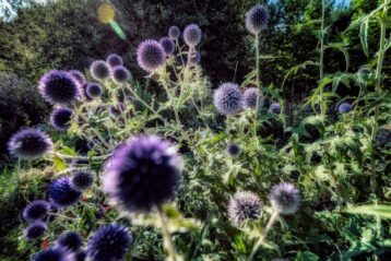 En ce jardin, le paradis - Jardin des plantes - Paris - Marc Dumas