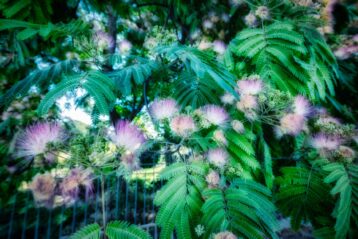 En ce jardin, le paradis - Jardin des plantes - Paris - Marc Dumas